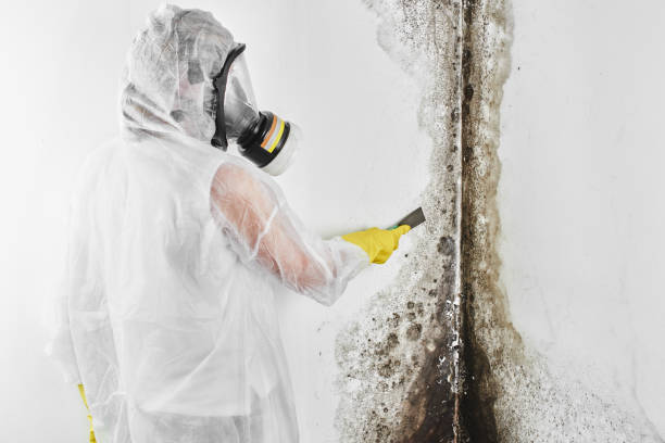 Best Fast Mold Removal  in Hartley, IA