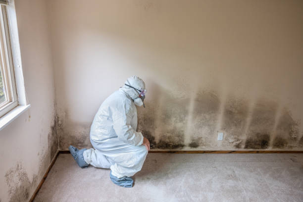 Best Crawl Space Mold Removal  in Hartley, IA