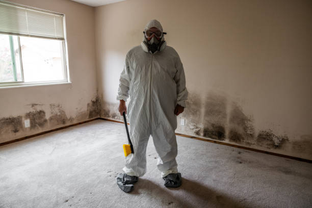 Best Mold Damage Repair  in Hartley, IA