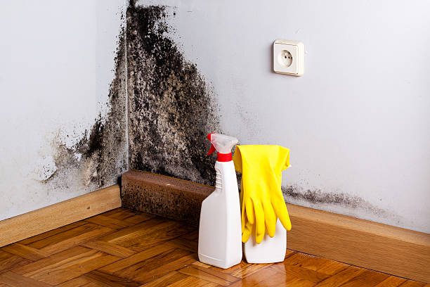 Best Toxic Mold Removal  in Hartley, IA