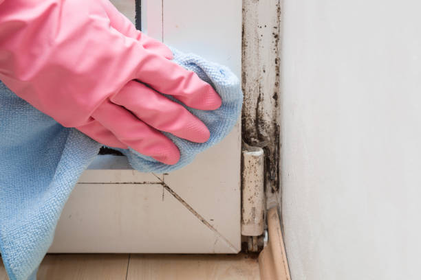 Best Residential Mold Removal  in Hartley, IA
